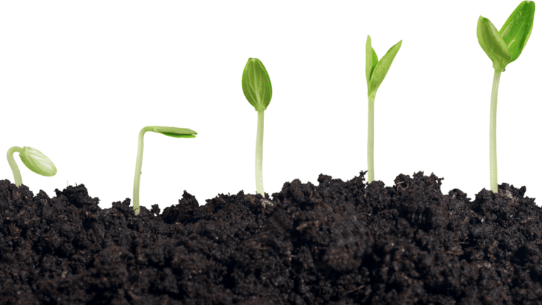 Seedlings at varying stages of growth